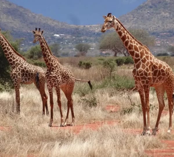 Ngutuni Wildlife Conservancy