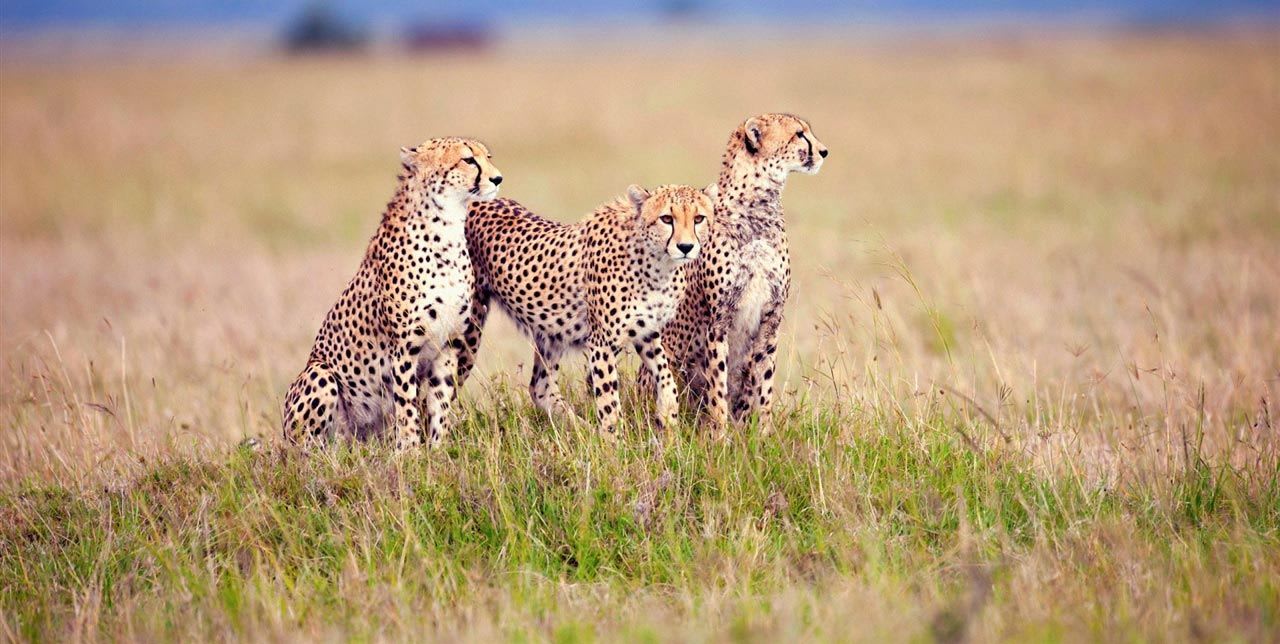 5-Day Tarangire, Ndutu & Ngorongoro crater