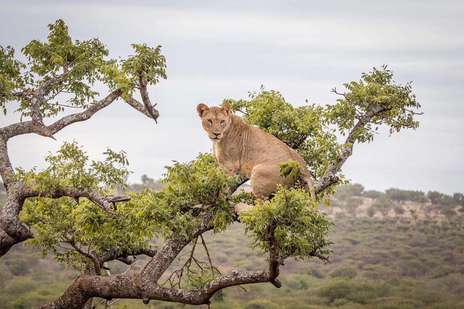 Manyoni Private Game Reserve