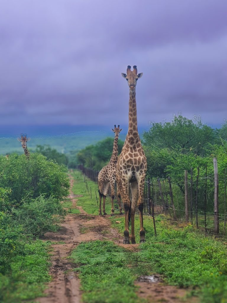 Mkhaya Game Reserve