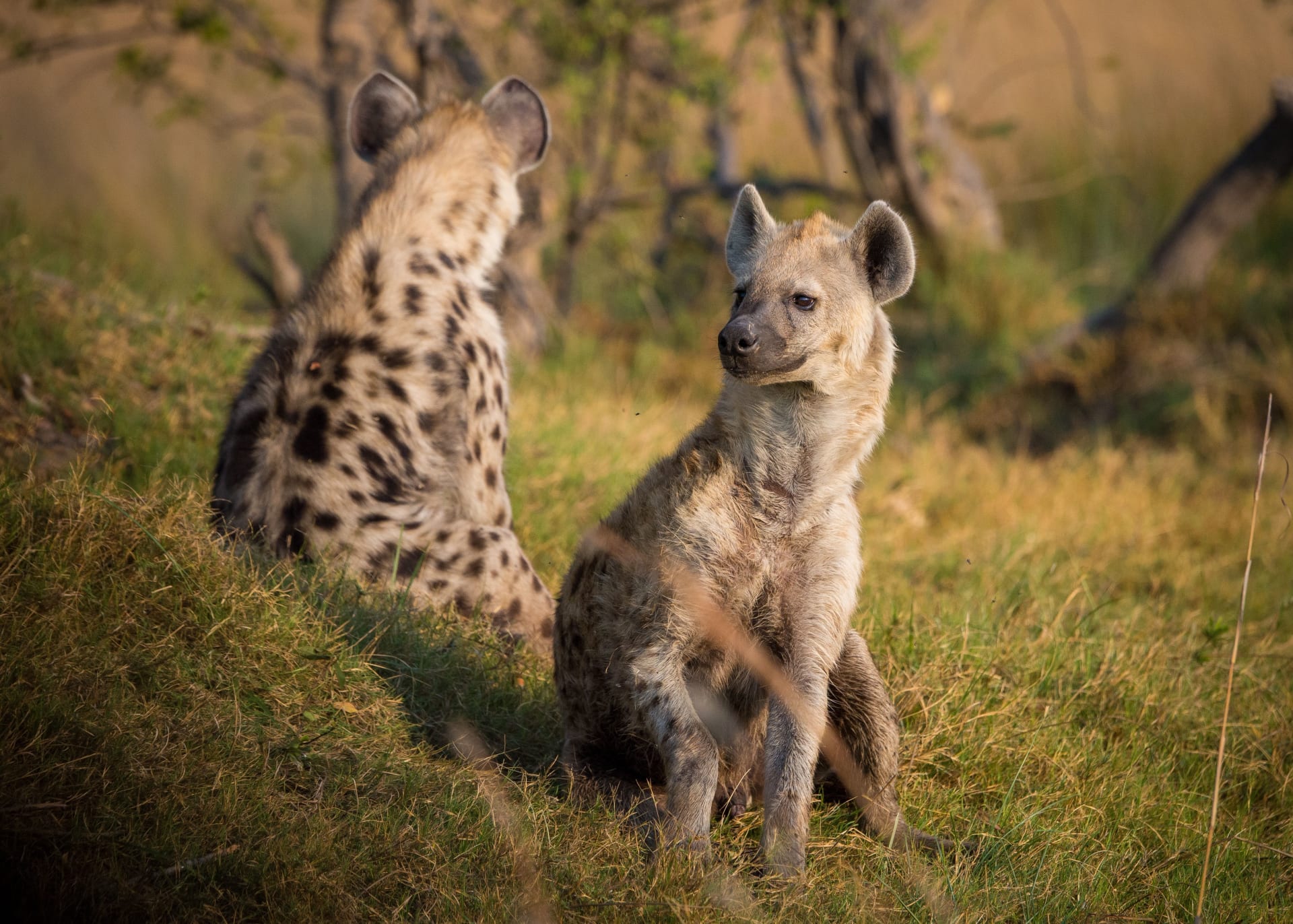 6-Day Masai Mara, Lake Nakuru And Amboseli Private Safari