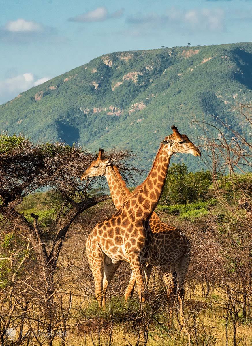KaMsholo Bushveld Safaris