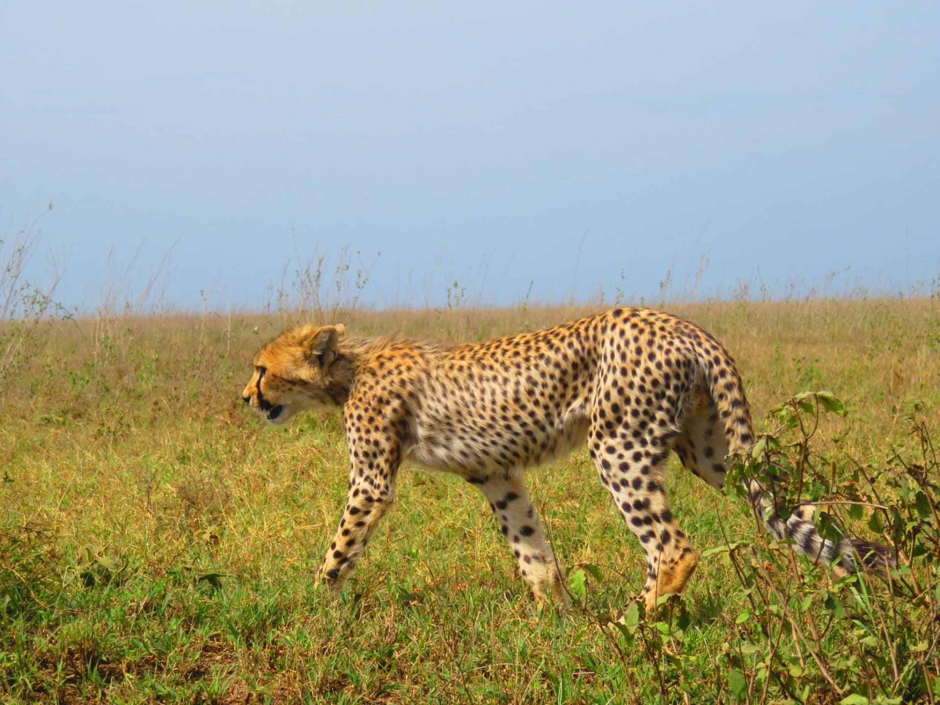 3-Day Ndutu Great Migration Calving Camping Safari
