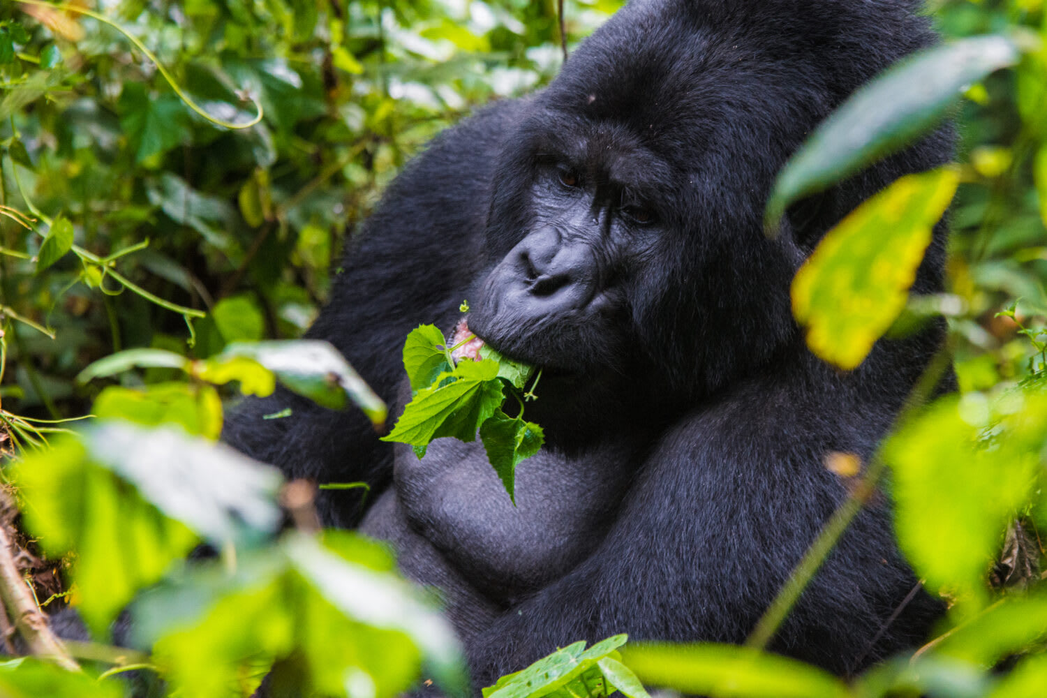Mgahinga Impenetrable National Park