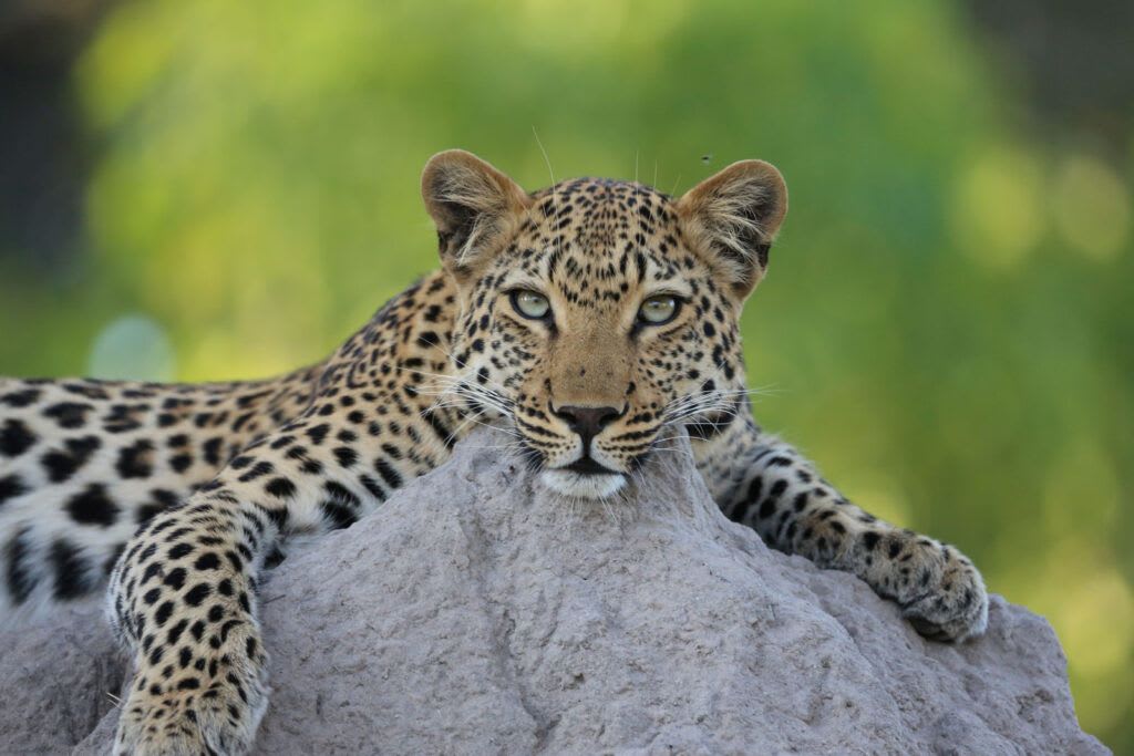 3-Day Safari Tour Staying at Robins Camp, Hwange in Zimbabwe