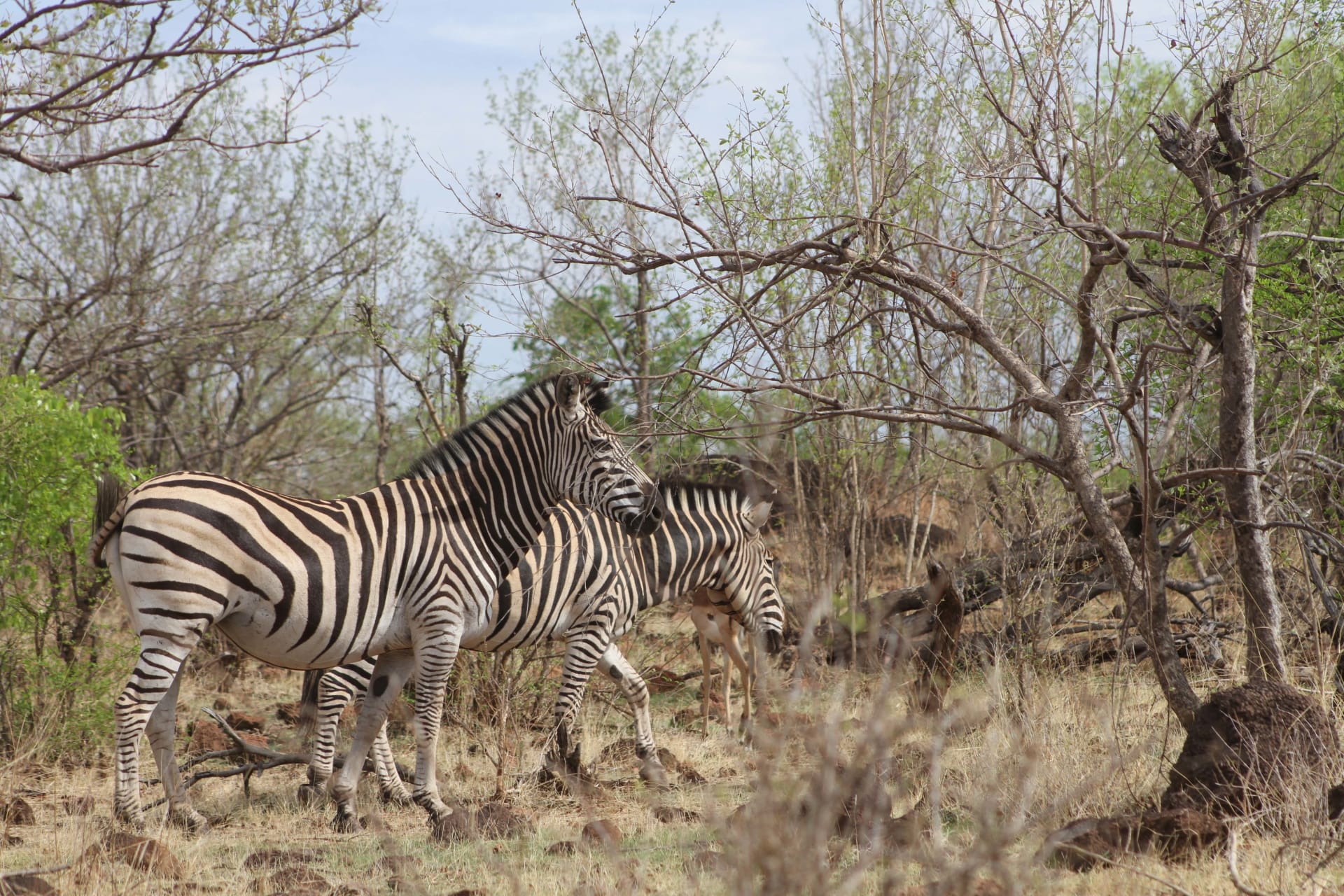 4-Day Hide Safari Lodge Hwange National Park in Zimbabwe