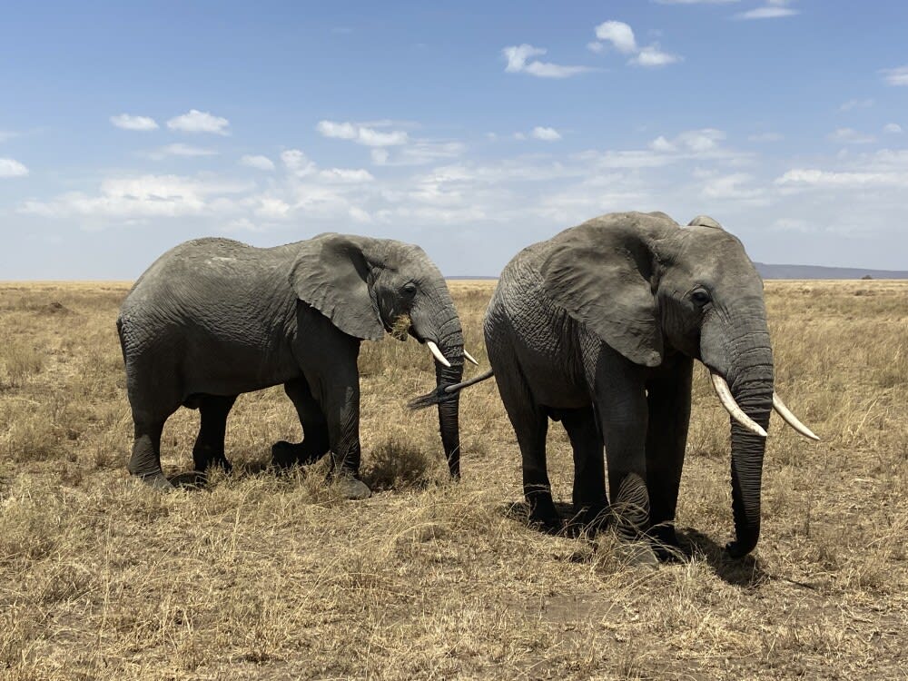 2-Day  Amazing Safari Tarangire & Ngorongoro Crater