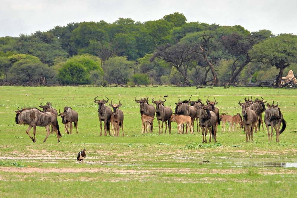 Ngamo Plains