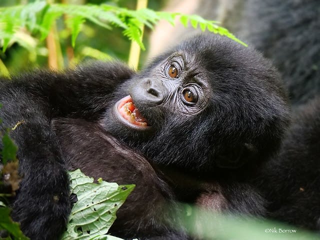 3-Day Uganda Gorilla Habituation Safari