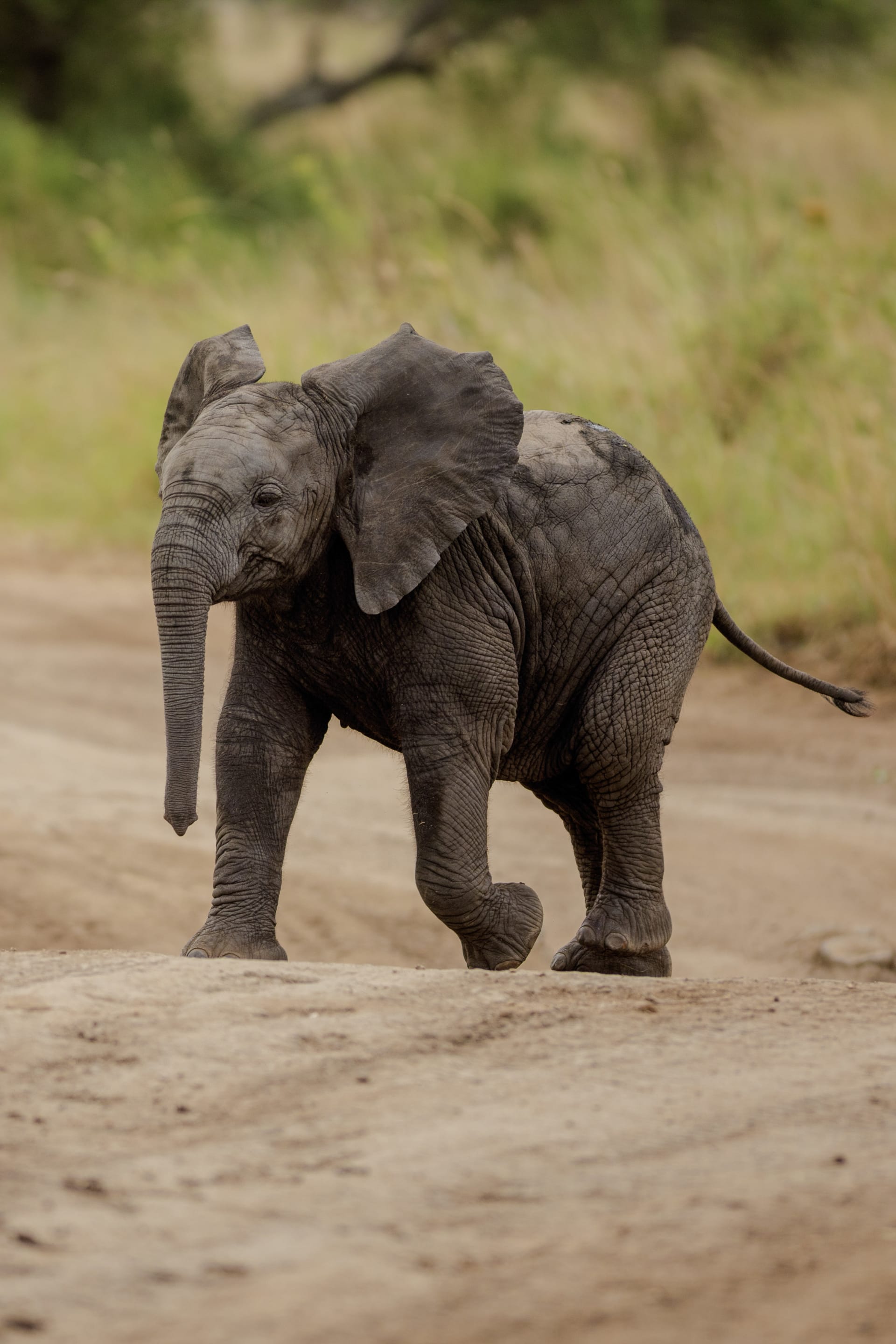 4-Day Tanzania Essentials | Tarangire, Serengeti & Ngorongoro