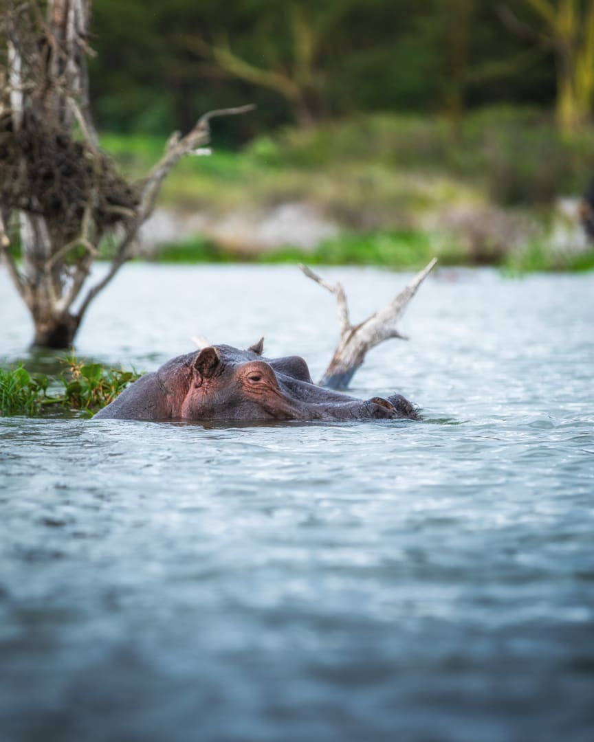7-Day Kenya Budget Safari: Masai Mara to Amboseli