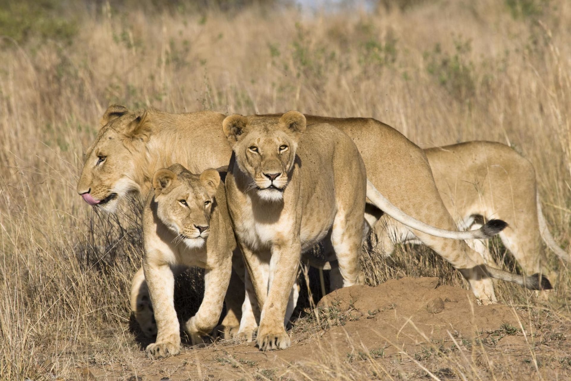 4-Day Kenya Maasai Mara & Lake Naivasha Safari