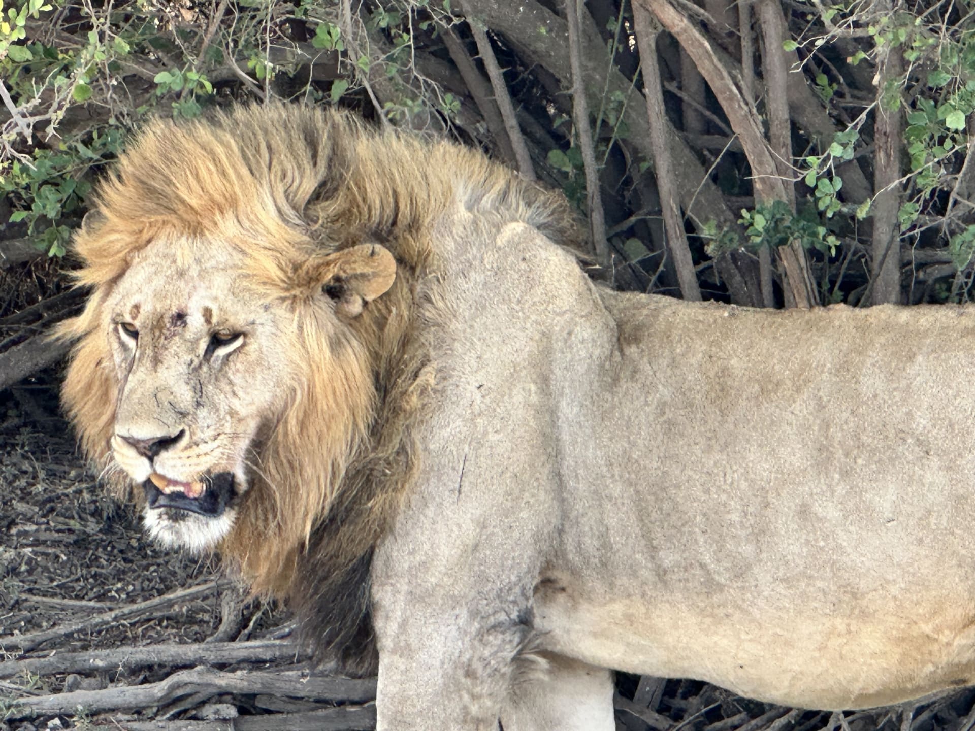 7-Day Tanzania Luxury Safari, Night Game & Balloon