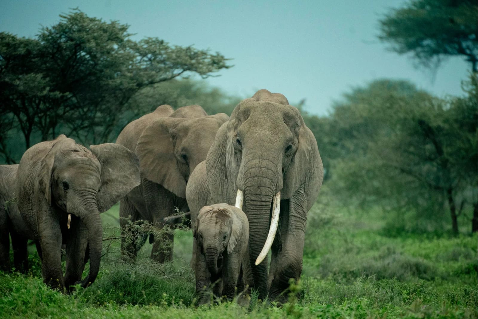 2天精彩 Tarangire 与 Ngorongoro Crater 野生动物之旅