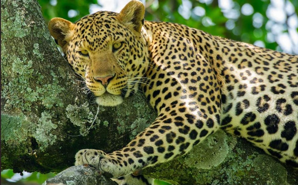 6-Day Affordable Safari Adventure (Northern circuit)