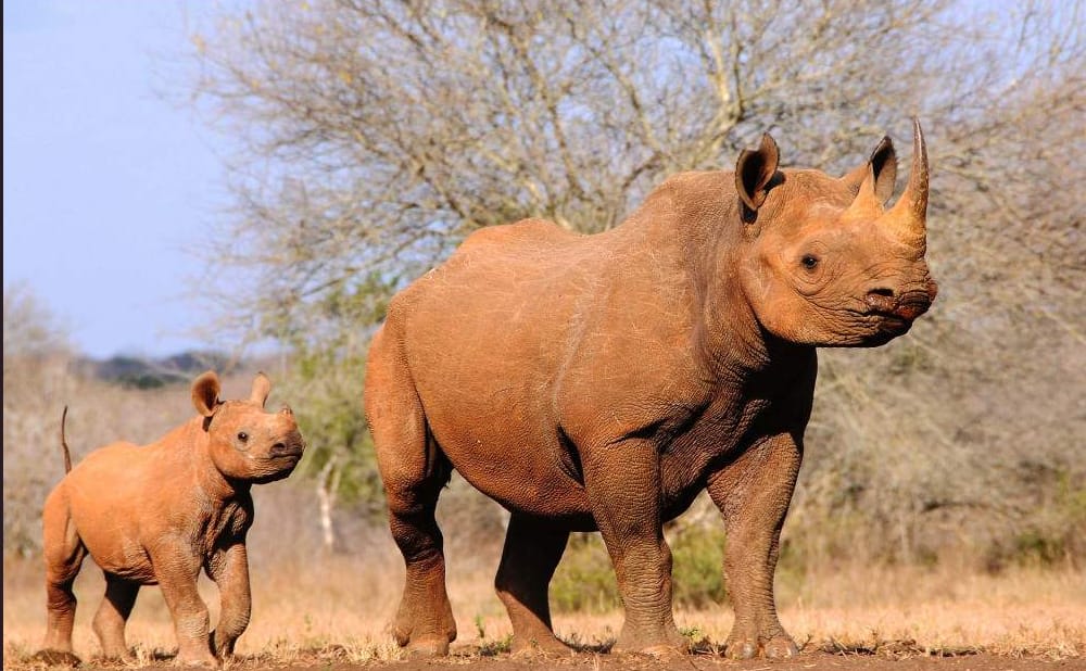6-Day Highlights of Tanzania Mid-Range Safari
