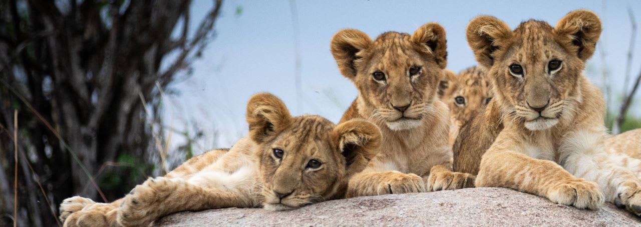 4-Day Experience the Big Five Animals