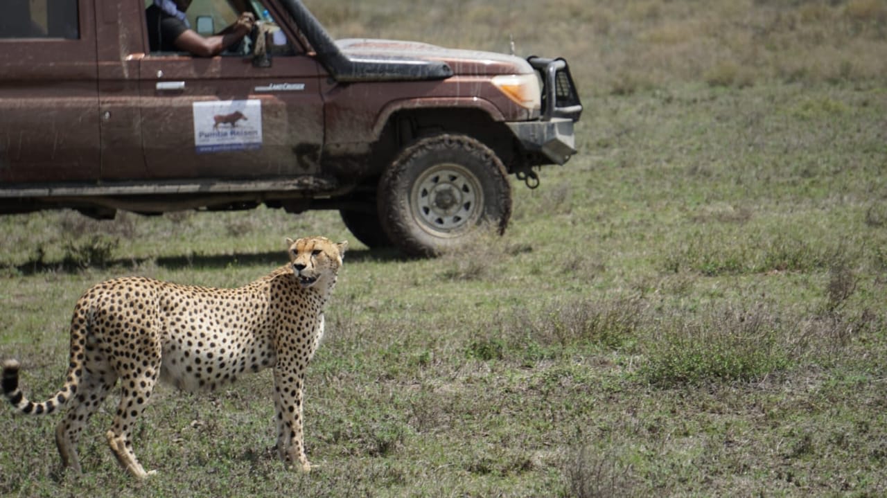 3-Day  Wild Safari Adventure Serengeti & Ngorongoro