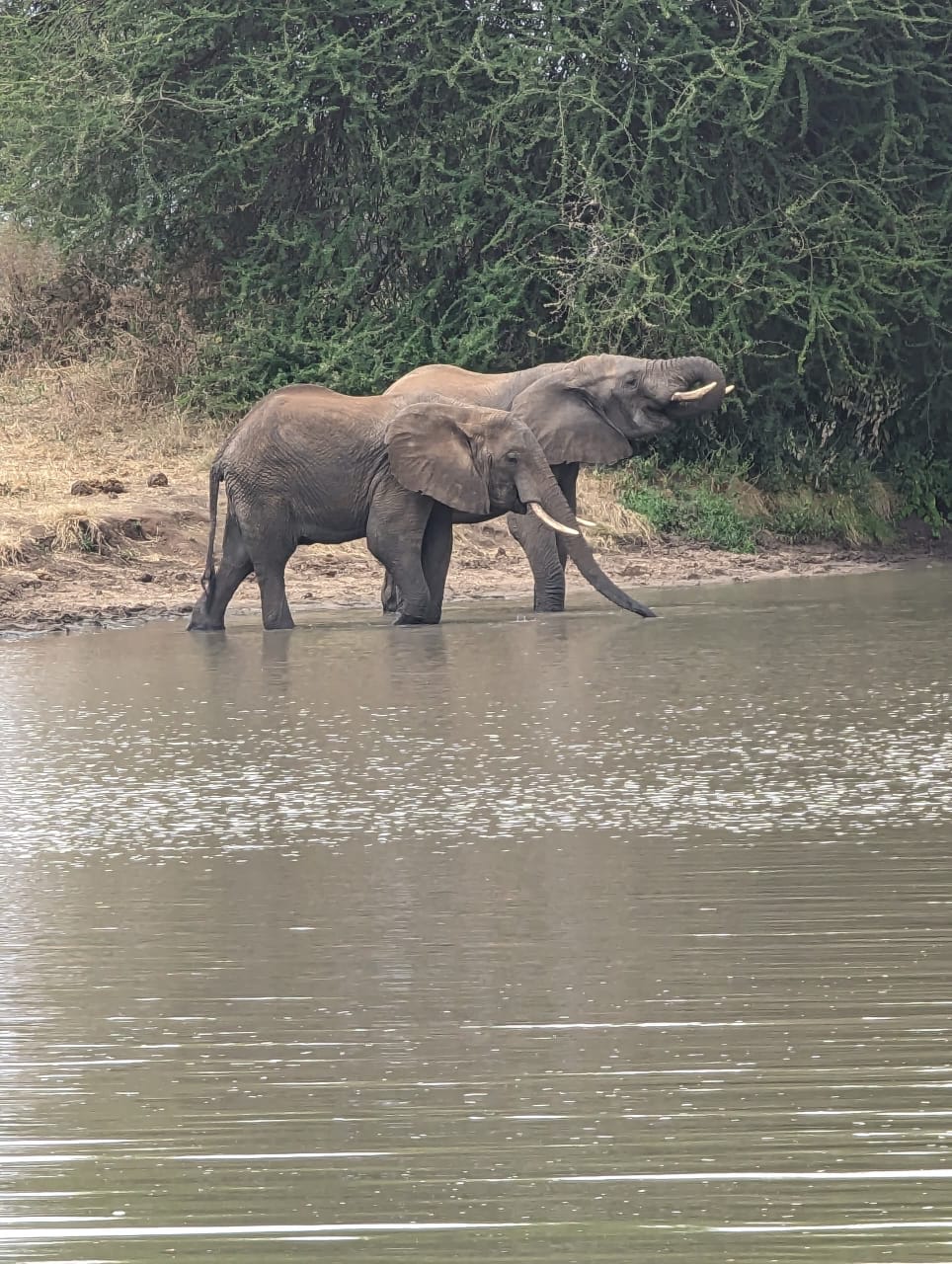 4-Day  Serengeti & Ngorongoro Crater Drive-In Safari with Fly-Out to Zanzibar