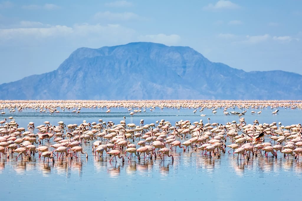 6-Day  Affordable Beach to Bush Migration Safari