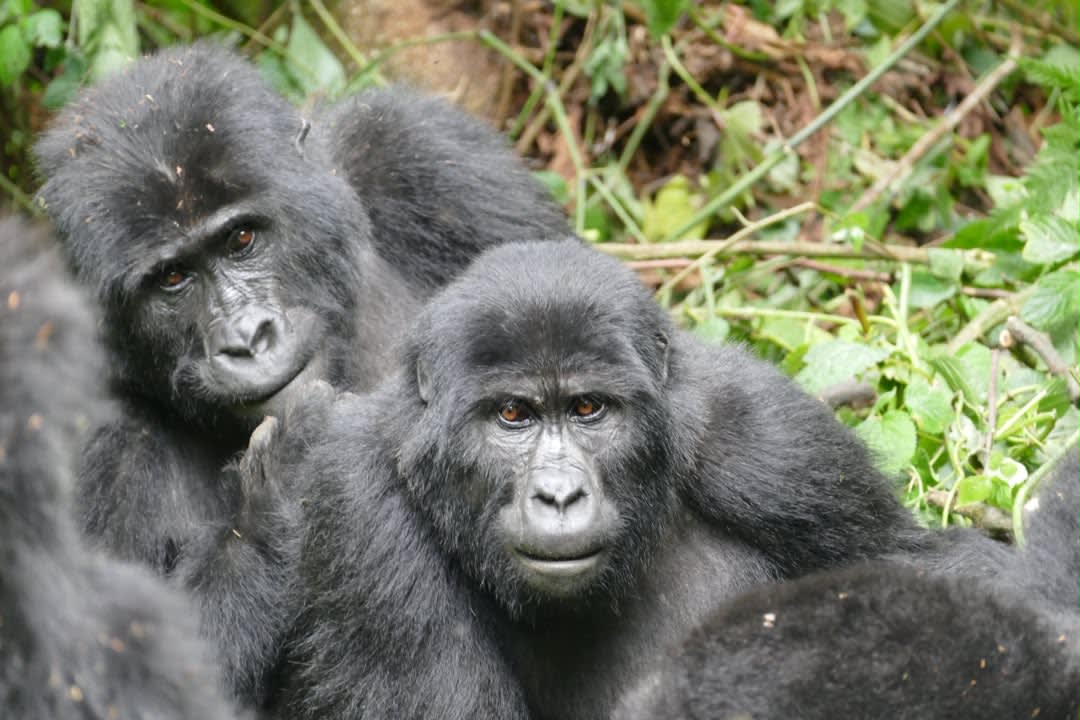 7-Day Uganda Gorilla, Chimpanzee and Wildlife Safari