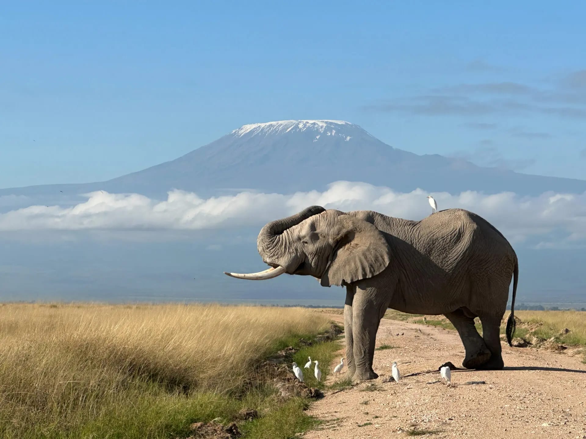 3-Day Private Luxury Safari in Kenya's Amboseli