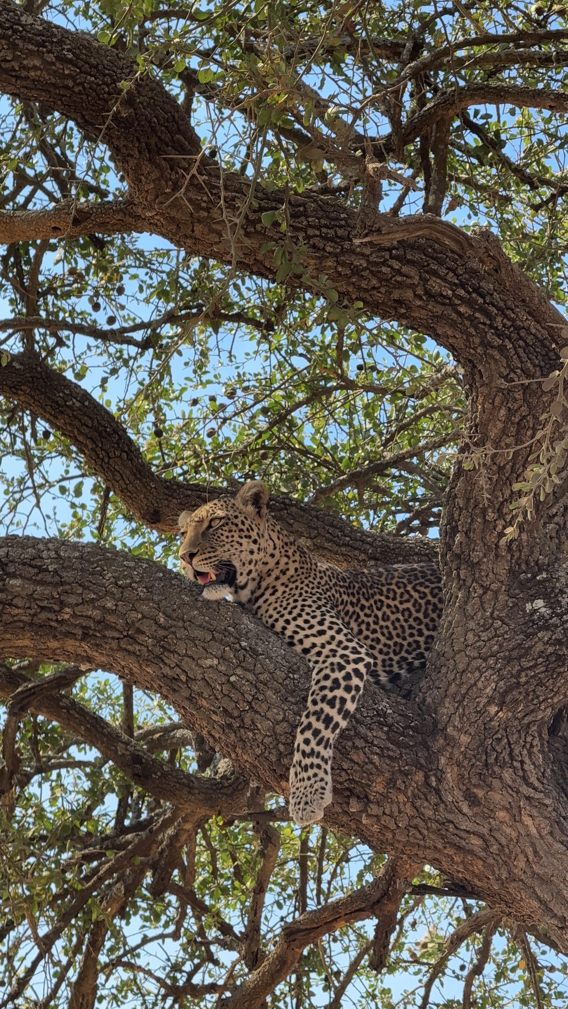 Il meglio di Tarangire e Ngorongoro in 3 giorni