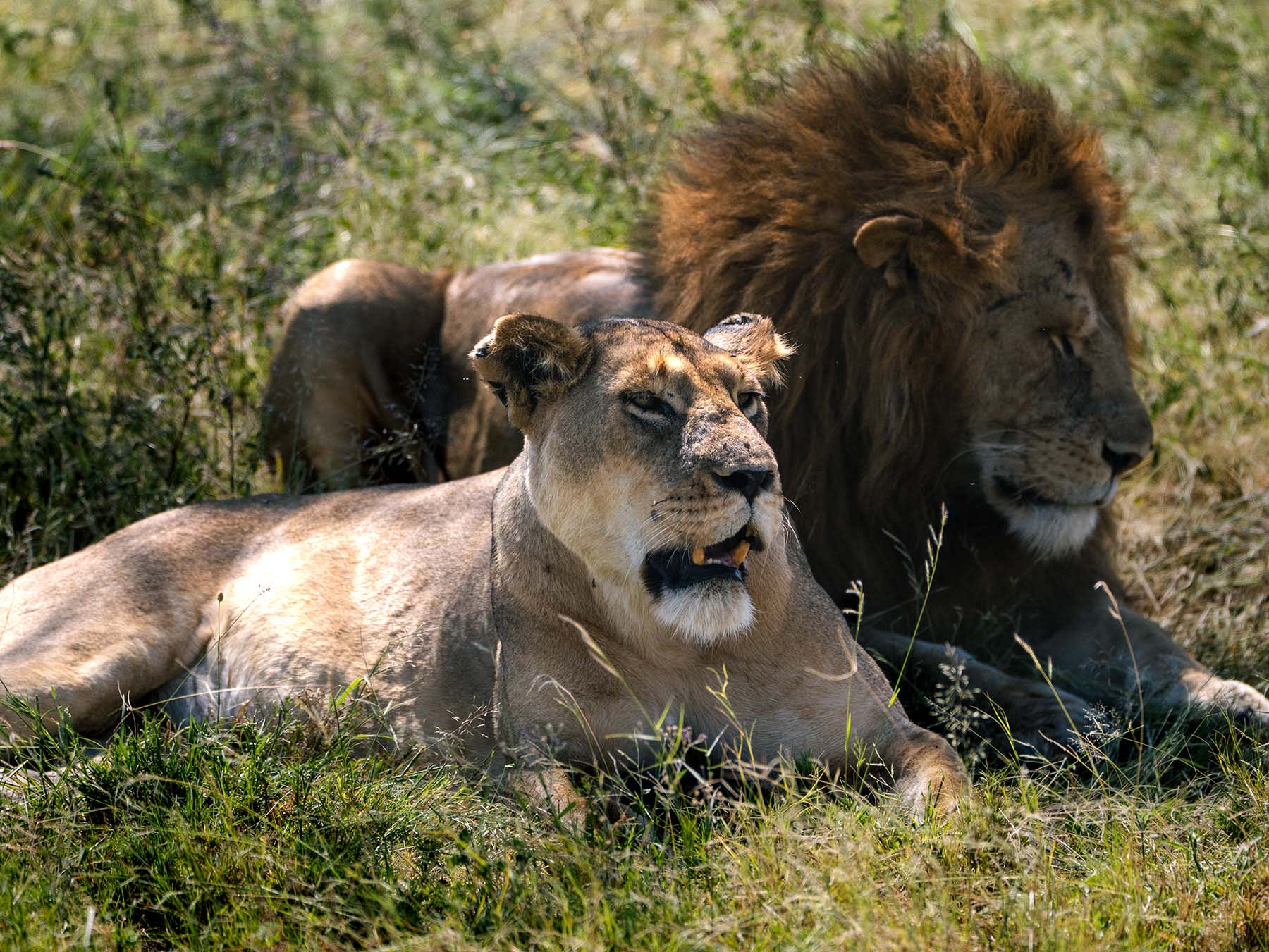 4-Day Nakuru and Mara Private Safari