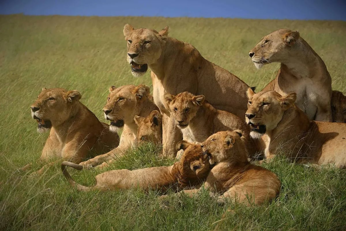 12-Day Kenya & Tanzania Private Midrange Safari with Masai Mara