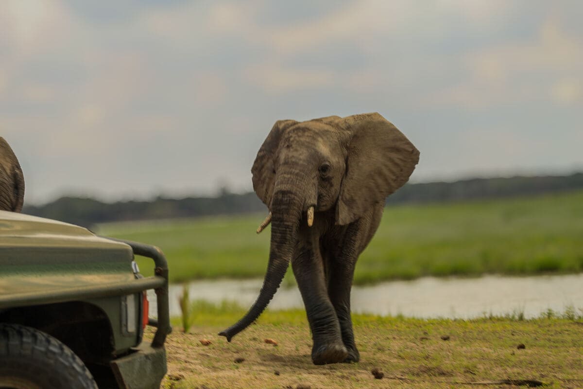从 Dar es Salaam 前往 Nyerere National Park 的2天私人 Safari