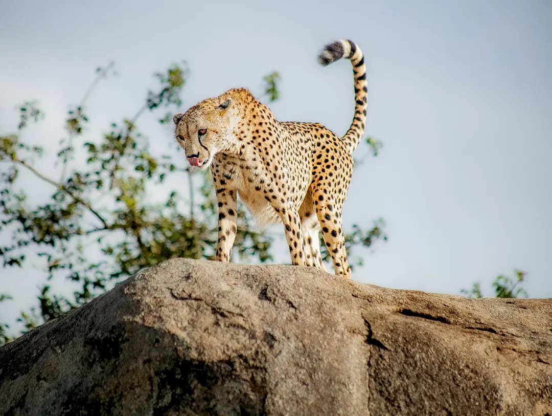 4-Day Northern Serengeti Safari, Tanzania