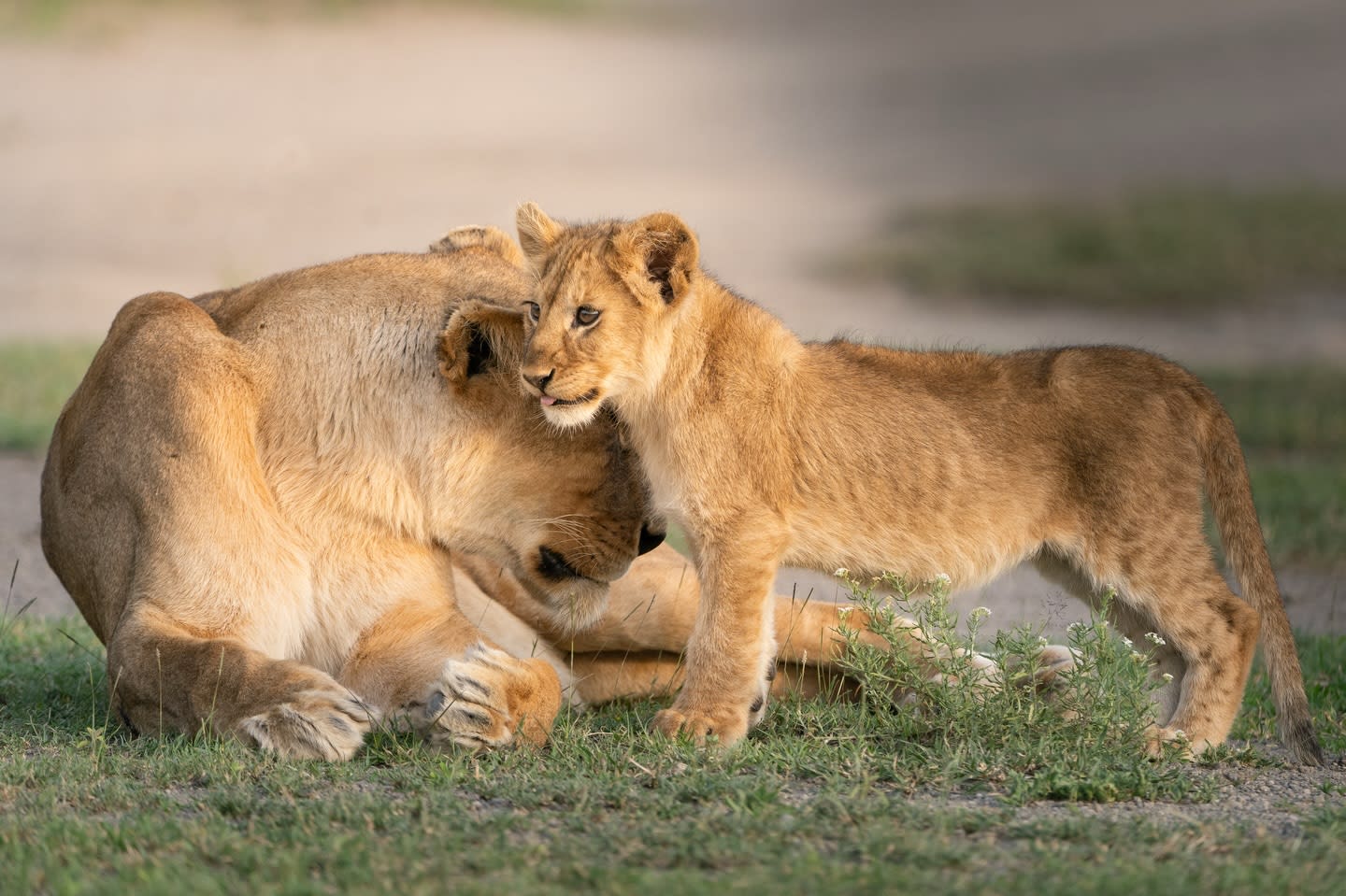 5-Day Tanzania Northern Circuit Safari