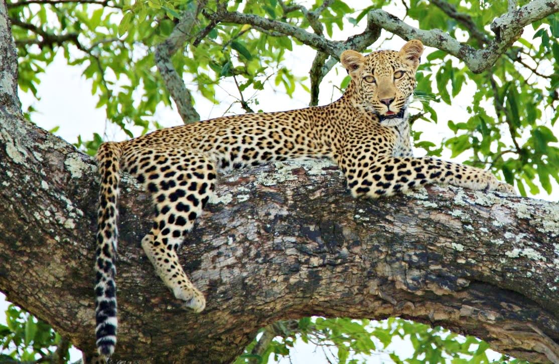1日野生动物与湿地之旅——iSimangaliso Wetland Park