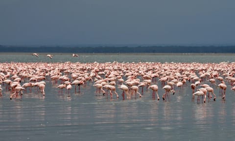 5-Day Bird Watchers Lake Circuit and Masai Mara