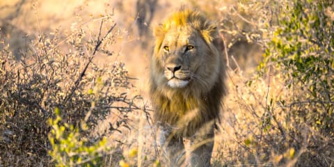 4-Day Victoria Falls & Hwange Budget Safari