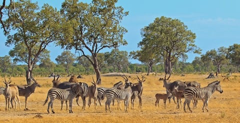15-Day Journey into the Heart Lands of Zimbabwe and Botswana