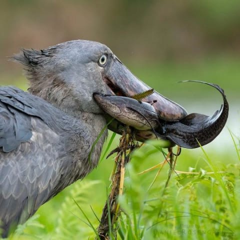 1-Day Entebbe Day Trip (Shoebill stock, Botanical Garden and Coco Beach)