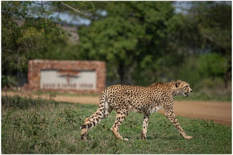 14-Day Secret Value Safari