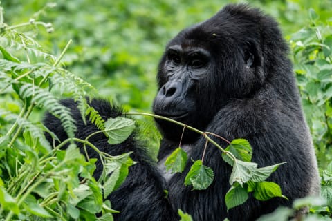 صورة سفاري التقطها Benjamin Gatsimbanyi