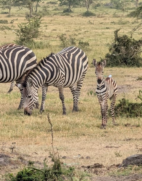 صورة سفاري التقطها Allan Uwiringye