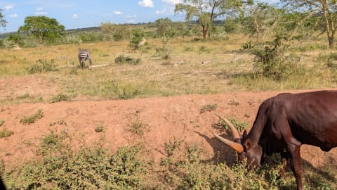 صورة سفاري التقطها Allan Uwiringye