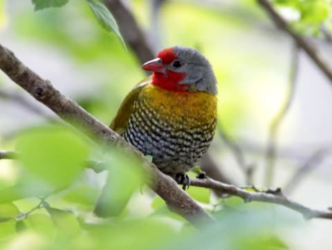 Safari photo by Sarel van der Westhuizen