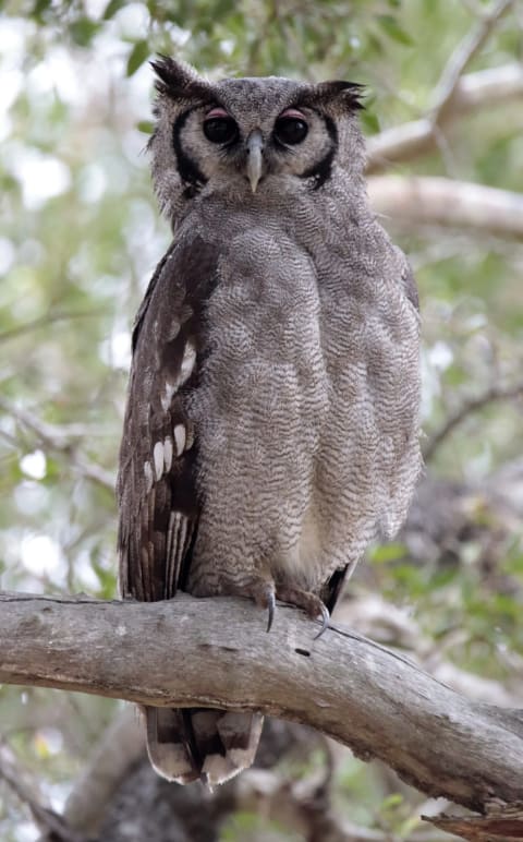 Safari photo by Sarel van der Westhuizen