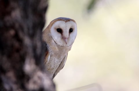 Safari photo by Sarel van der Westhuizen
