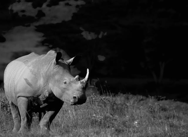 Lake Nakuru National Park