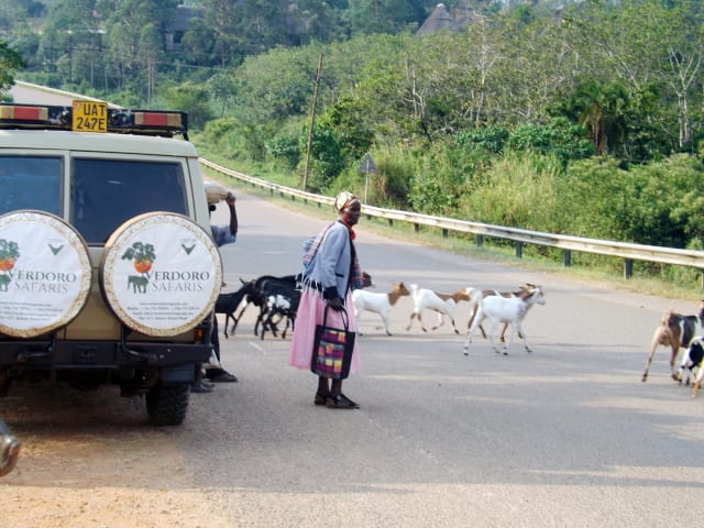 5-Day Uganda Bwindi, Murchison & Kibale Safari
