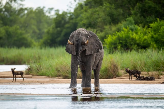 1-Day Trip - Selous Day Safari Tour