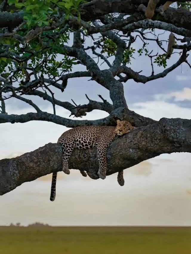 4-Day Tanzania Camping
