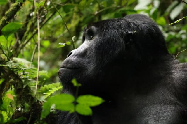 6-Day Uganda Gorilla Safari