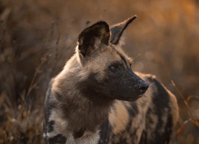 6-Day Tanzania Premier Wildlife Safari